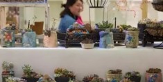 冷门项目新式盆栽植物店，主要出售的是微景观盆栽植物