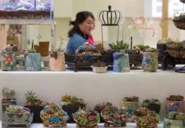 冷门项目新式盆栽植物店，主要出售的是微景观盆栽植物