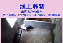 抖音云养猪，农村致富项目